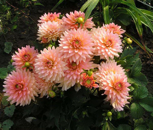 ГЕОРГИНА Гэллери Леонардо Разбор I Кол-во упак., шт 1