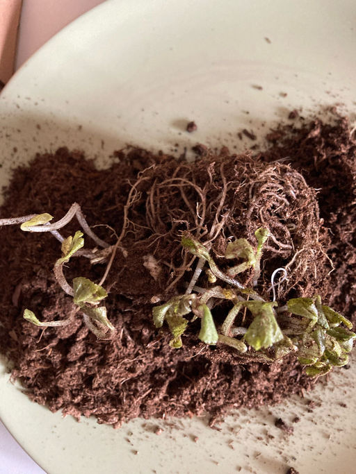 Фиалка мотыльковая белая