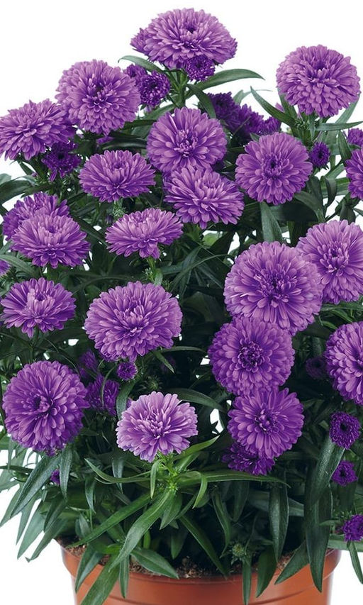 Астра ГОЛУБОЙ КОВЁР Бордюрная