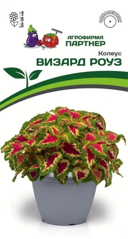 Колеус шлемниковидный Визард Роуз