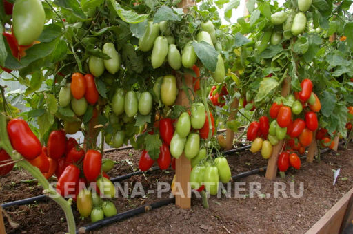 Томат Агафья - Партнер фото 5