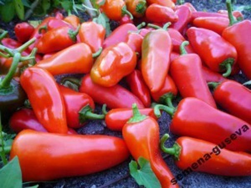 Сладкий Мини Перец Red Sweet