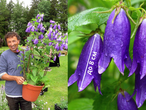 Колокольчик гибридный Сарастро