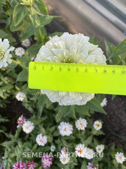 Цинния георгиновидная Фэнтези Белый Антик - Партнер фото 6
