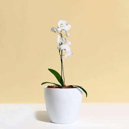 Цена за 2 шт. Кашпо для цветов, d=17 см, 2.7 л, пластик, белое