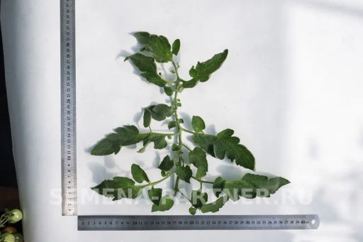 Томат Покрасневшая Невеста - Партнер фото 4