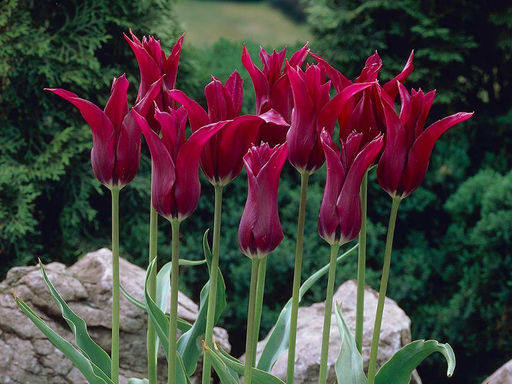 Тюльпан Burgundy (Бургунди) - Долина роз фото 7