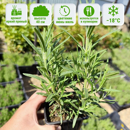 Розмарин Рози Про