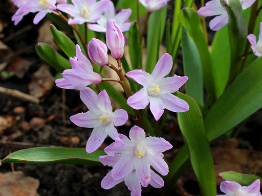 Хионодокса Rosea (Розеа) 10шт - Долина роз фото 3