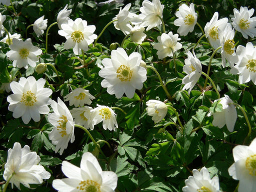 Анемона Mount Everest (Маунт Эверест) 10шт - Долина роз фото 2