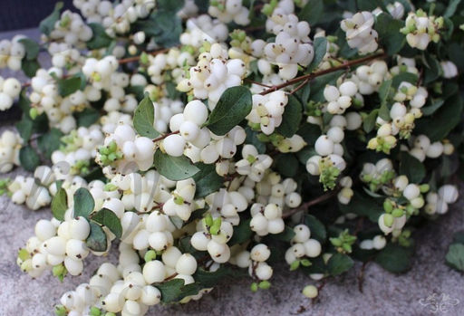 Снежноягодник Симфони Рейв С5