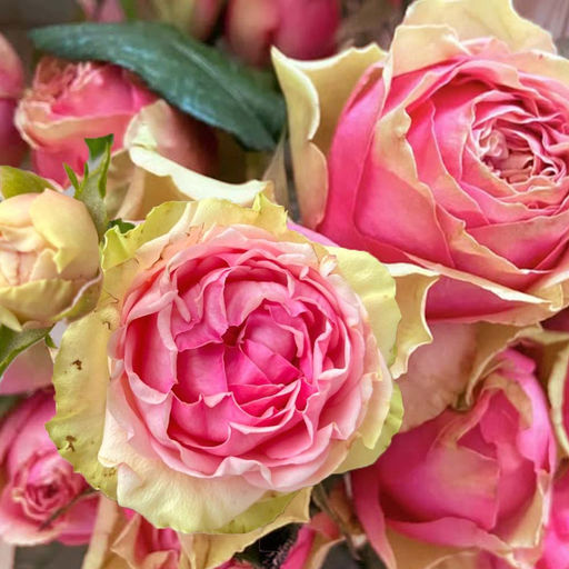 Роза Питахайя (Чайно-гибридная) 1шт