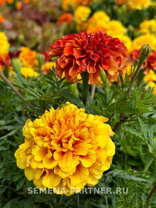 Бархатцы отклоненные Строберри Блонд - Партнер фото 2