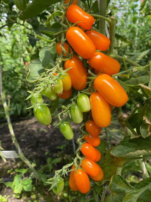 Томат ОДАТ F1 На каждой кисти 20-25 плодов! - Уральский дачник фото 2