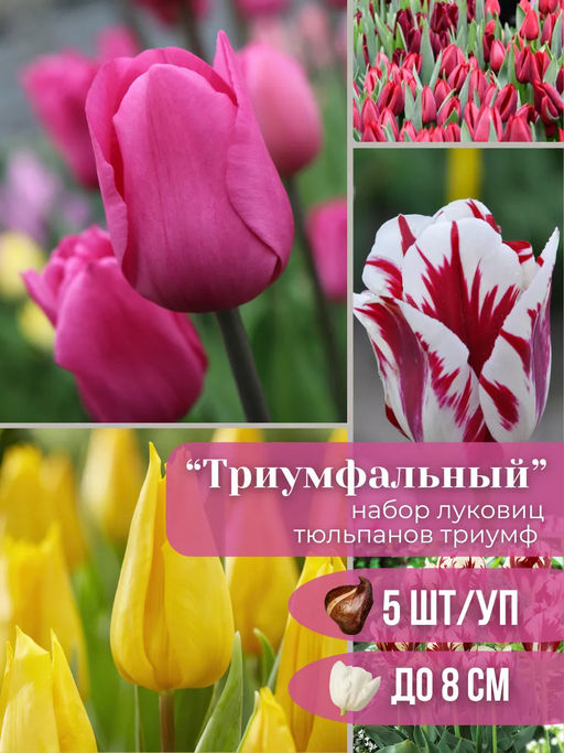 Тюльпаны Триумф микс 5 шт