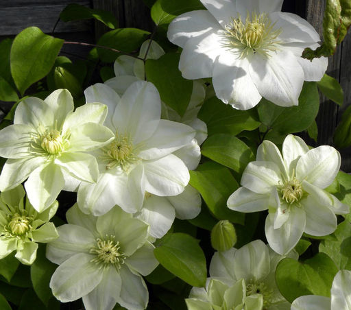 КЛЕМАТИС Джернси Крим Разбор I Кол-во упак., шт 2