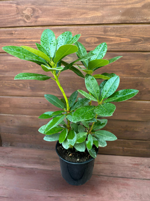 Рододендрон Lugano (Лугано) - Долина роз фото 13