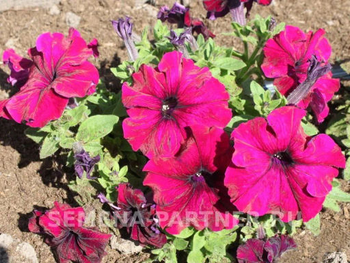 Петуния Супремо Фернанда полуампельная бургунди - Партнер фото 4