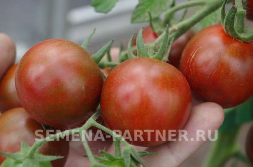 Томат Бурый Коктейль - Партнер фото 9