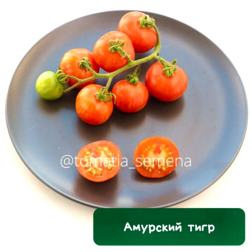 Амурский тигр