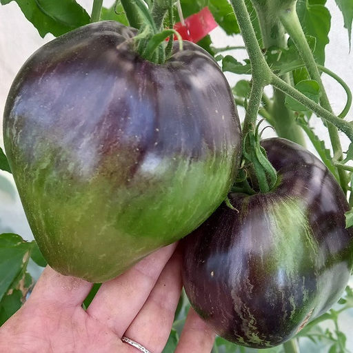 7009T Томат Восставший звездный истребитель ВТ16 10шт