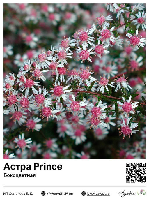 Астра Prince (Бокоцветная)