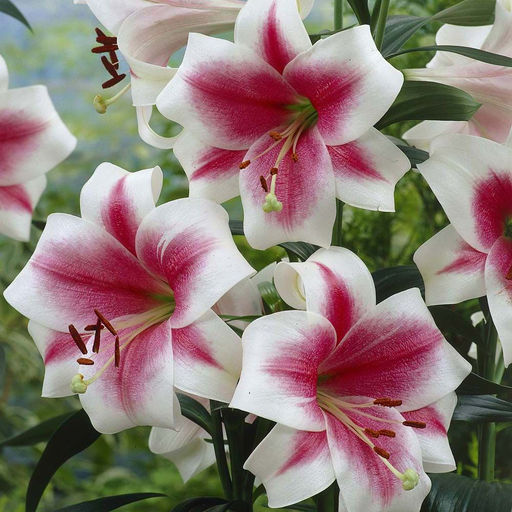 ЛИЛИЯ Триумфатор Разбор 12/14 Кол-во упак., шт 5