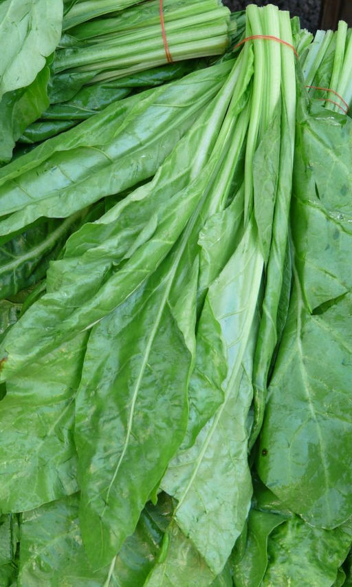 Щавель ЧЕМПИОН  Обилие витаминов и минералов! Листья нежные и сочные весь сезон! Долго не переходит к стрелкованию!