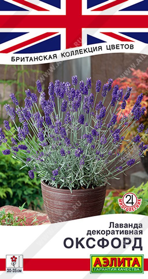 Лаванда декоративная Оксфорд (2025)