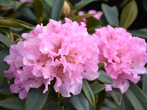 Рододендрон Cheer (Чир) - Долина роз фото 8