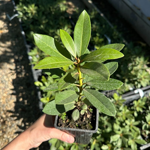 Рододендрон Нова Зембла