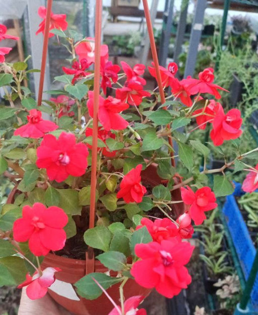 Бальзамин Красный Букет (цветы красные)