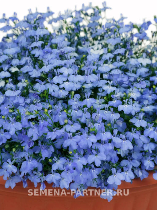 Лобелия каскадная Ривьера Скай Блю - Партнер фото 4