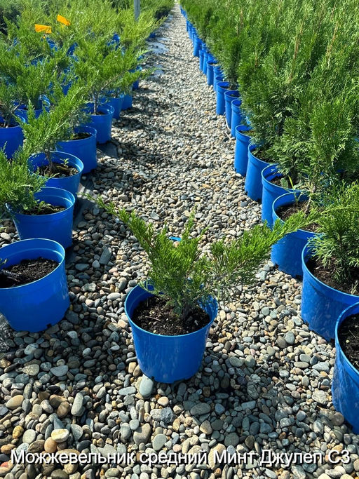 Можжевельник средний Минт Джулеп С3 - Park rose фото 2