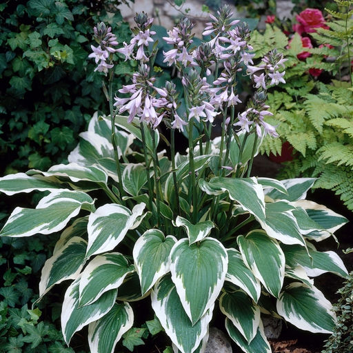 Хоста Антиох