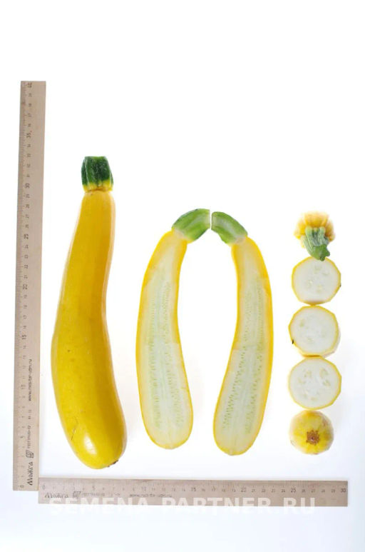 Кабачок Ясмин - Партнер фото 6