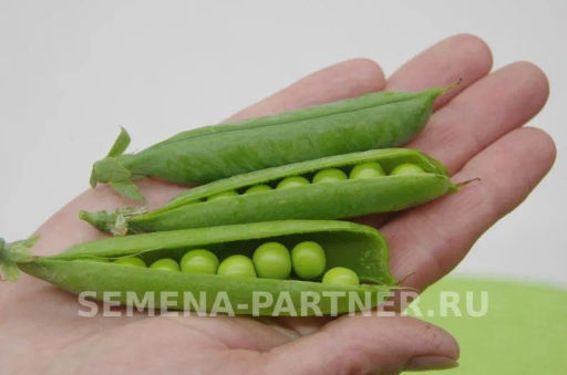 Горох овощной Премиум - Партнер фото 4