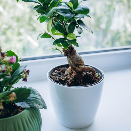 Цена за 4 шт. Кашпо для цветов, d=10 см, 0.5 л, пластик, белое