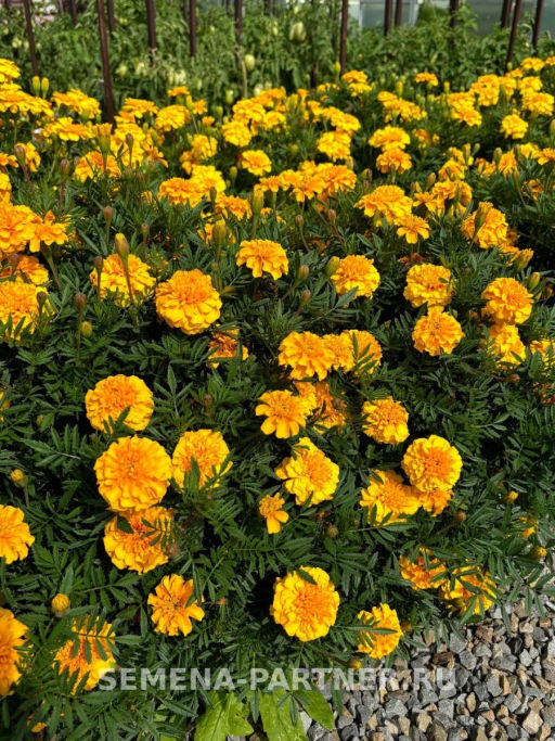 Бархатцы отклоненные Бонанза Голд - Партнер фото 4