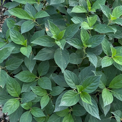 Гортензия метельчатая Коттон Крим