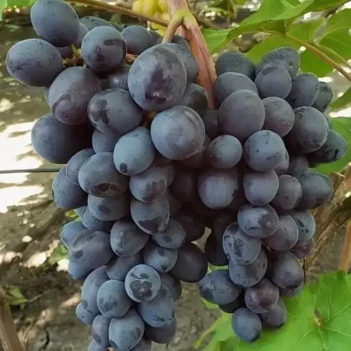 Виноград Мускат Изюмный (коробка) 1шт