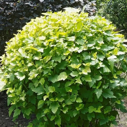 Пузыреплодник головчатый Tilden Park