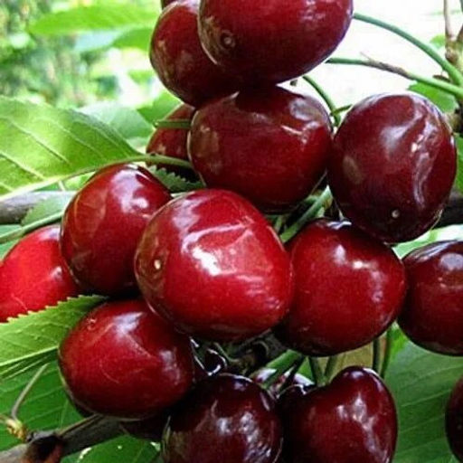 Черешня Бряночка (прививка февраль 2025г)