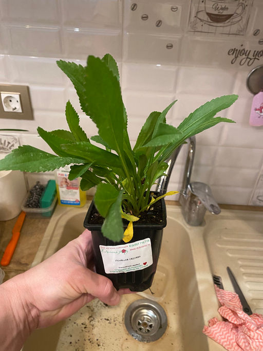 Ромашка садовая