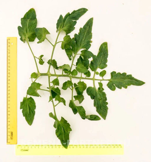 Томат Фамилия - Партнер фото 6