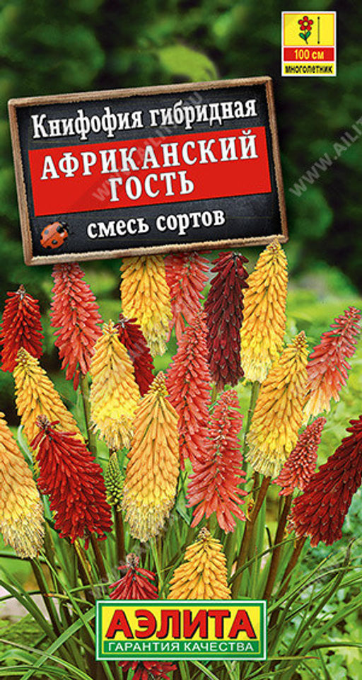 1494A Книфофия Африканский гость, смесь сортов 30шт