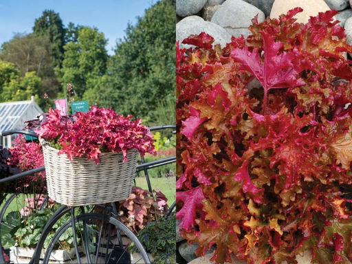 Гейхера Зиппер