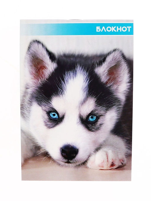 Цена за 20 шт. Блокнот А6, 40 листов в клетку на скрепке Котята и щенята, обложка мелованный картон, МИКС - Calligrata фото 2