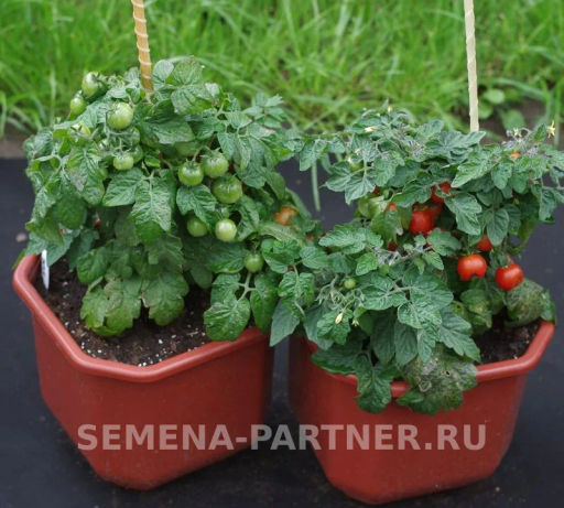 Томат Балконное Чудо Красный - Партнер фото 6