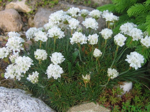 Армерия приморская Монинг Стар Вайт - Долина роз фото 2